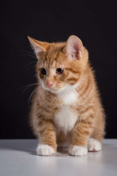 Курбобы- котята от Чемпиона Мира в Уфе фото 23