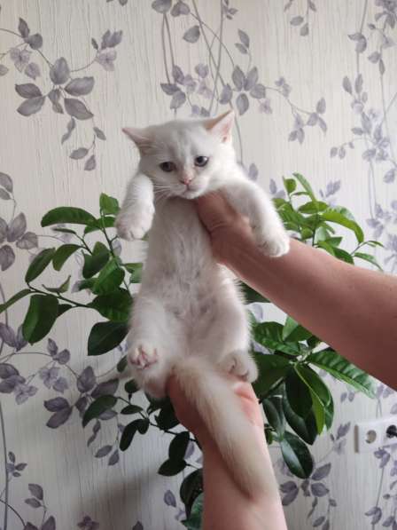 Шотландские котята в Краснодаре фото 5