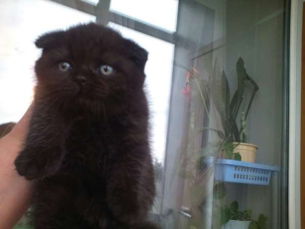 Кот на вязку 1500 котята от 2000 в Костроме фото 10
