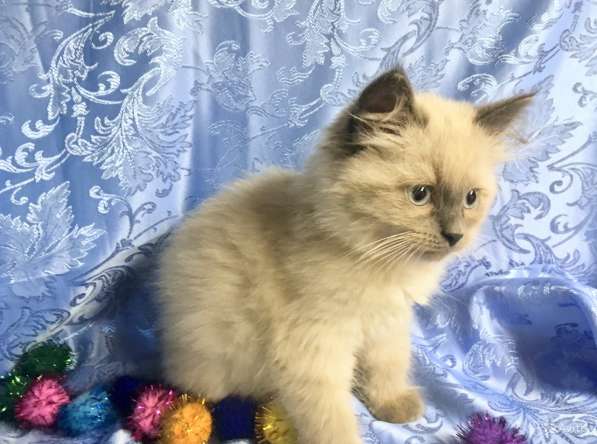 Невский маскарадный пушистик