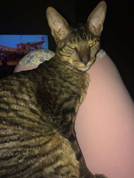 Котята Корнишрекс породистые в Санкт-Петербурге фото 4