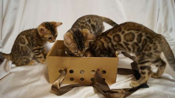 Elite Bengal Kittens в Курчатове фото 9