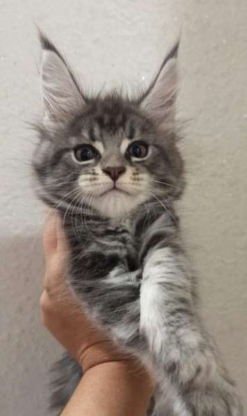 Крупный котенок Мейн кун в Москве фото 11