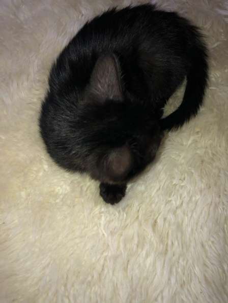 Отдаём чёрного среднешерстного котёнка в хорошие руки! в Тюмени фото 3