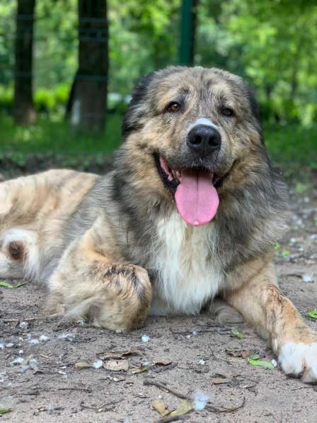 Шикарный пес Платон ищет семью в Москве фото 8