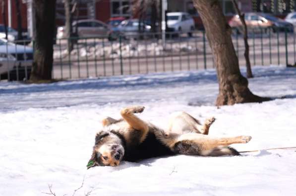 Арчи - умный пёс с непростой судьбой в добрые руки! в Москве фото 8
