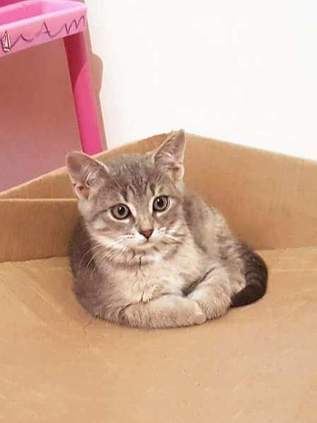 Крошки-котята благородного дымчатого окраса срочно ищут дом в Москве фото 4