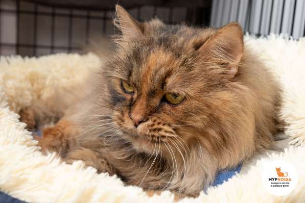 Кошка Анджелина в Москве