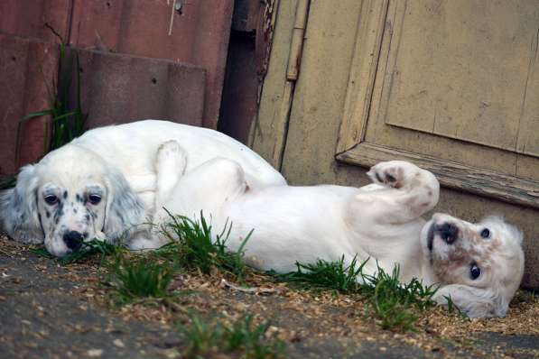 Английский сеттер щенки из элитного питомника в Москве фото 156