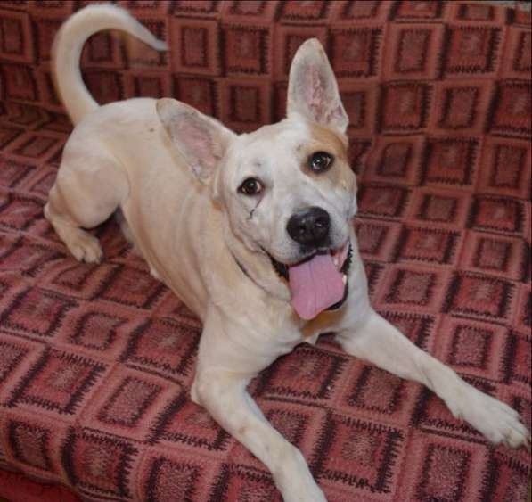 Собаке очень нужен дом в Нижнем Новгороде фото 21