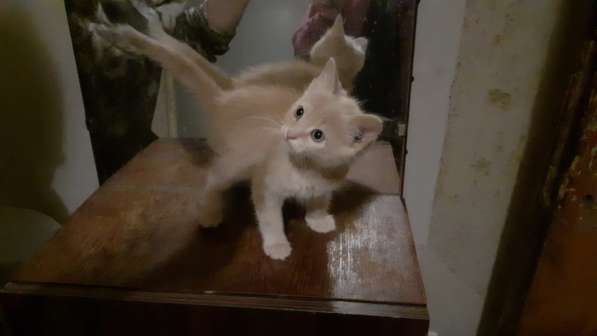 Котенок мальчик сибирской кошки крысолова