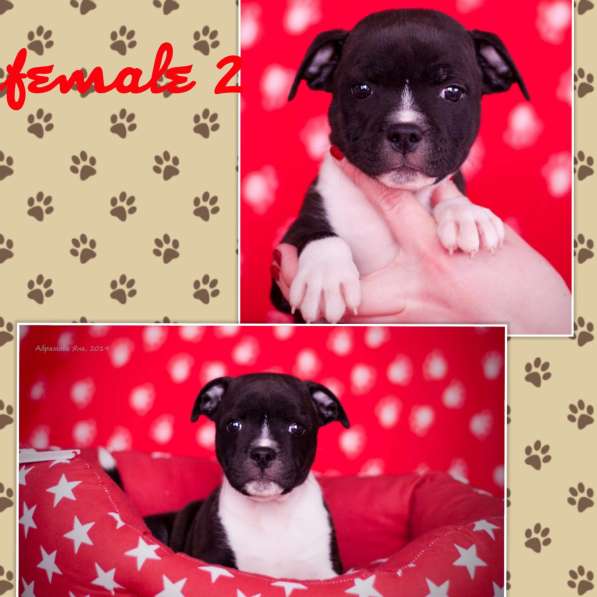 Стаффордширский бультерьер в фото 3