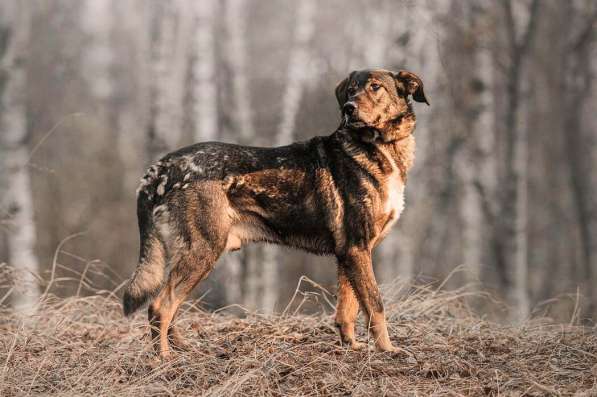 Надёжный Друг Курт ищет семью в Москве фото 37