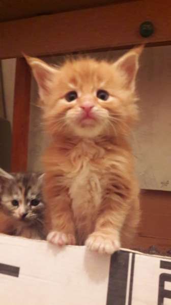 Парни Мейн Кун в Москве фото 4