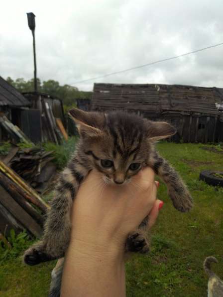 Котята в добрые руки) в Самаре фото 4