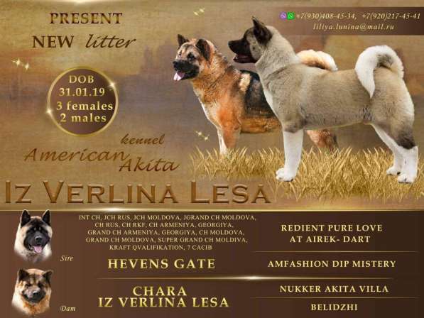 Щенки американской акиты в Воронеже фото 3