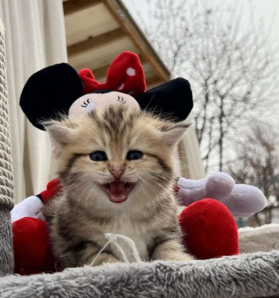Продаётся котёнок британец! в фото 32