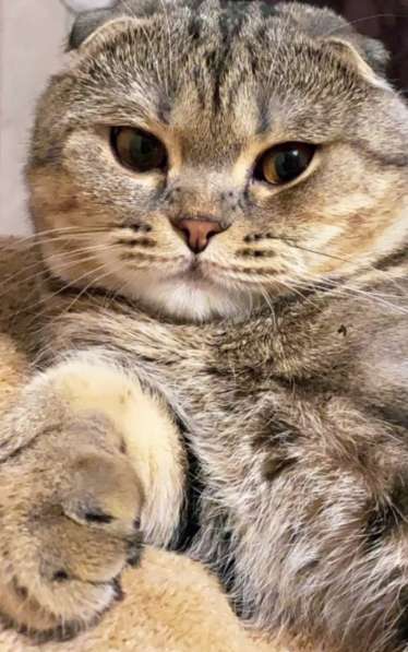 Котята в Казани фото 6