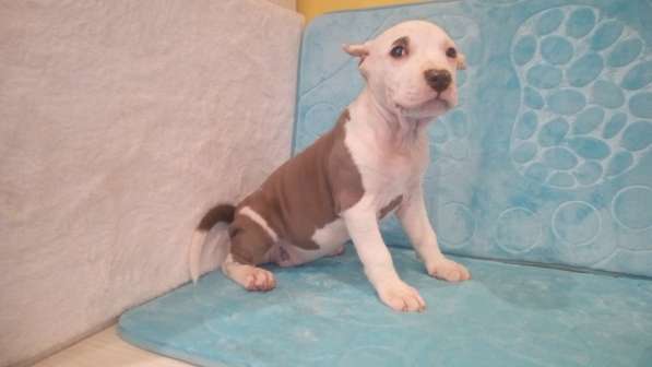 Красотка Амстаффа голубого окраса 3 месяца ркф в Москве фото 9