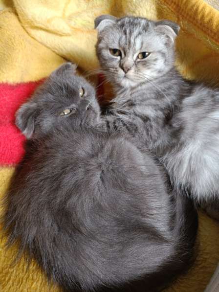 Британские Шотландские Котята в фото 10