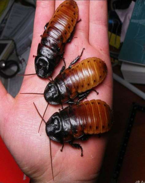 Шипящие Мадагаскарские тараканы в Мончегорске фото 3