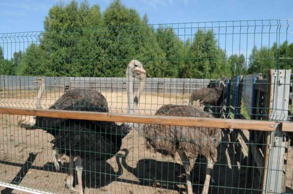 Продается страусиная ферма в Нижнем Новгороде фото 9