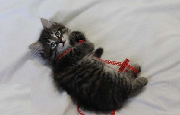 Традиционные Сибирские котята в Москве