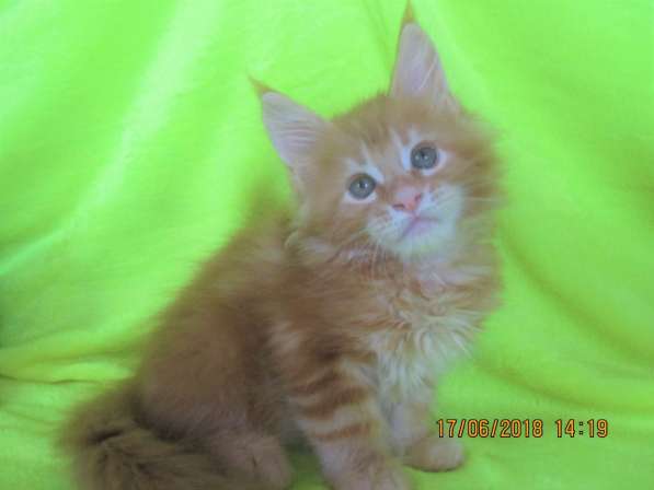 Красотки мейн- кун из питомника Arktur в Екатеринбурге фото 21