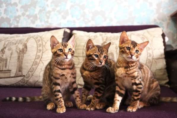 Питомник бенгальских кошек в Кирове фото 8