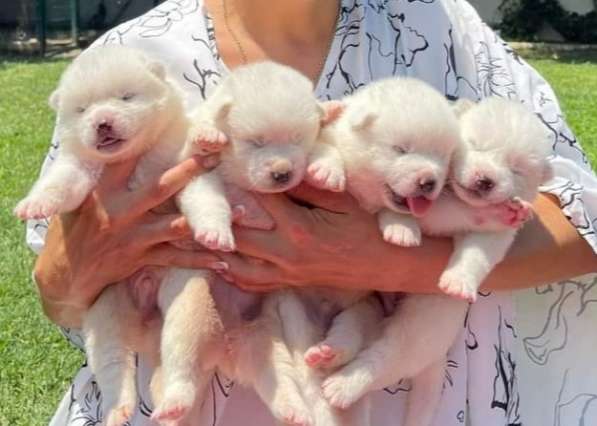 Акита-Ину в фото 9