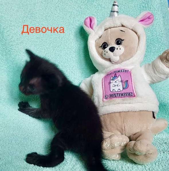 Котёнок девочка в Москве фото 4