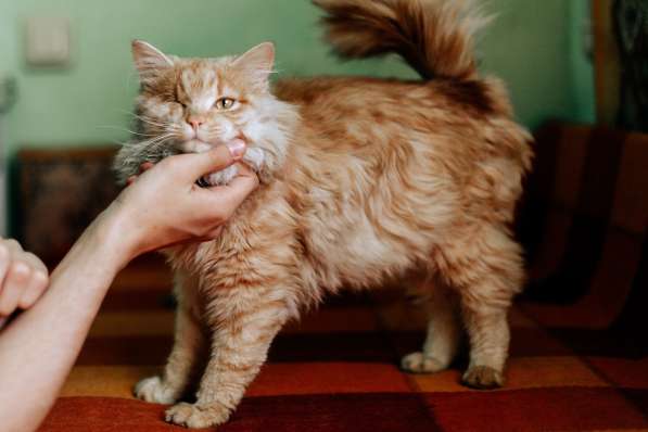 Рыжий котик Мокки с одним глазиком ищет дом в Москве фото 10