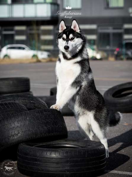 Siberian Husky from Multichampion Parents в Санкт-Петербурге фото 7