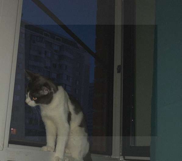 Кот в добрые руки