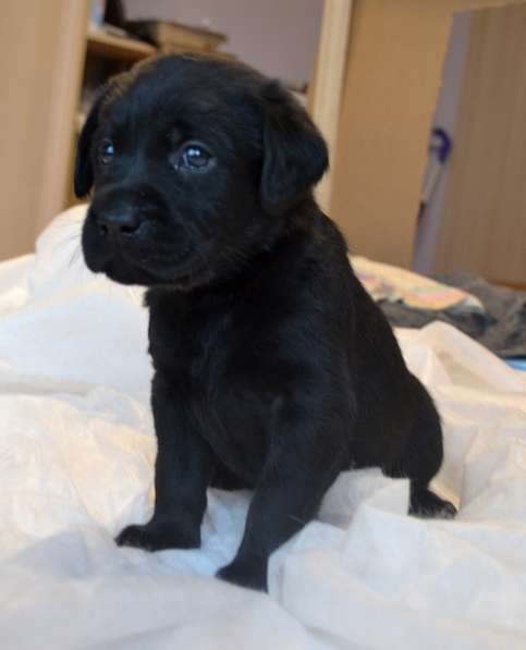 Чистопородные щенки лабрадора в Москве фото 5