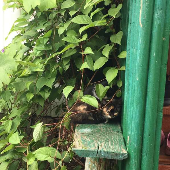 ОСТАЛАСЬ ОДНА, СРОЧНО НУЖЕН ДОМ в Твери фото 7