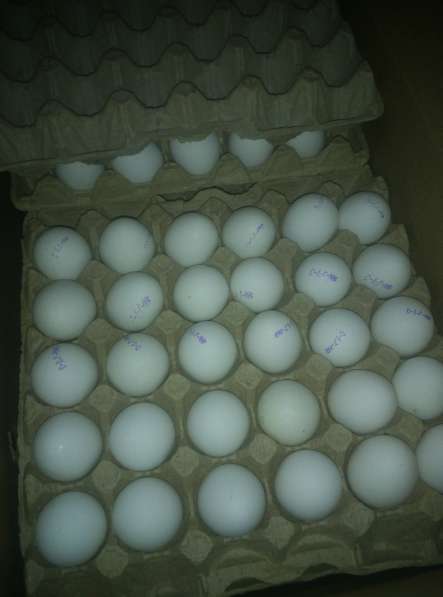 Яйца с-1 белые