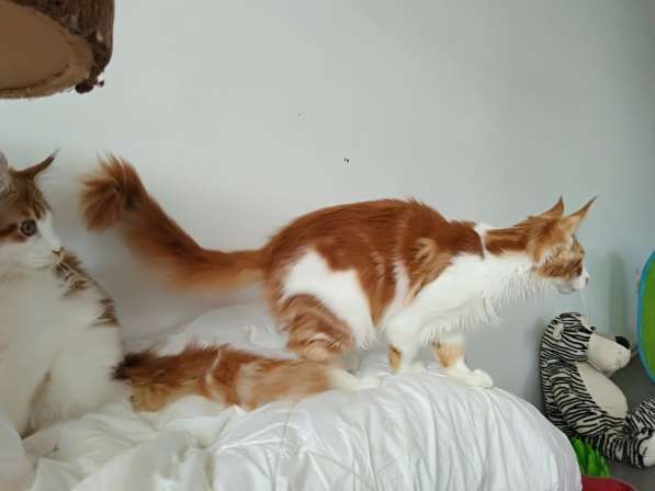 Мейн куны Мальчики и девочки с документами в Краснодаре фото 12