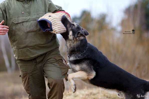 Клубные щенки ВЕО в Москве фото 7