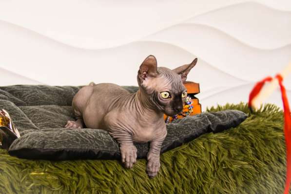 Sphynx Мальчик Двэльф Male dwelf в Москве