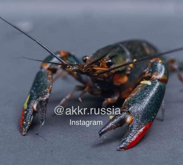 Австралийский красно-клещевой рак в Краснодаре