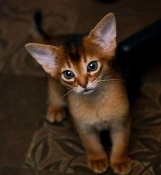 Абиссинские котята в Санкт-Петербурге