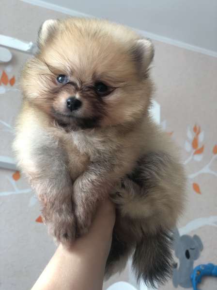 Продаются щенки шпица в фото 23