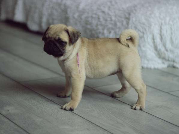 Щенки Мопса в Новосибирске фото 29