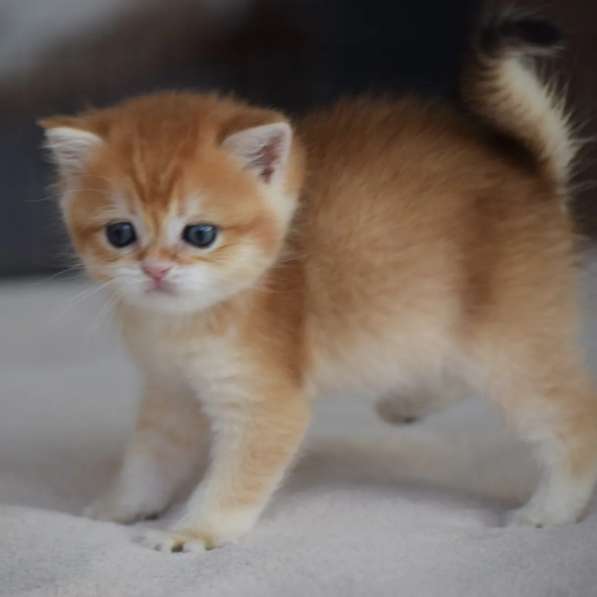 Продается золотистый котенок британской шиншиллы в фото 4