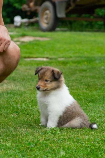 Щенок колли длинношёрстный в Екатеринбурге фото 36