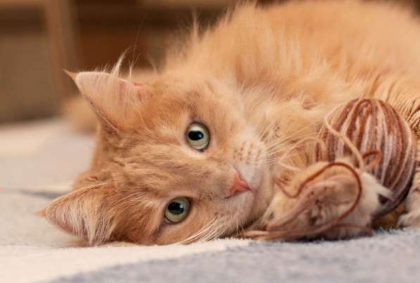 Кошка в добрые руки. Тильда — витамин радости в Калуге фото 11