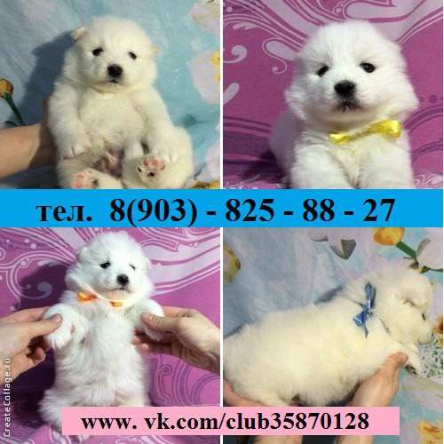 Самоедской лайки малыши в Архангельске