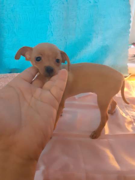 Той терьер щенки в Москве фото 12