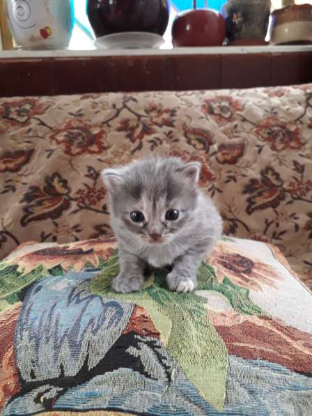 Котенок в добрые руки. Кошечка, 1,5 месяца в Москве фото 4